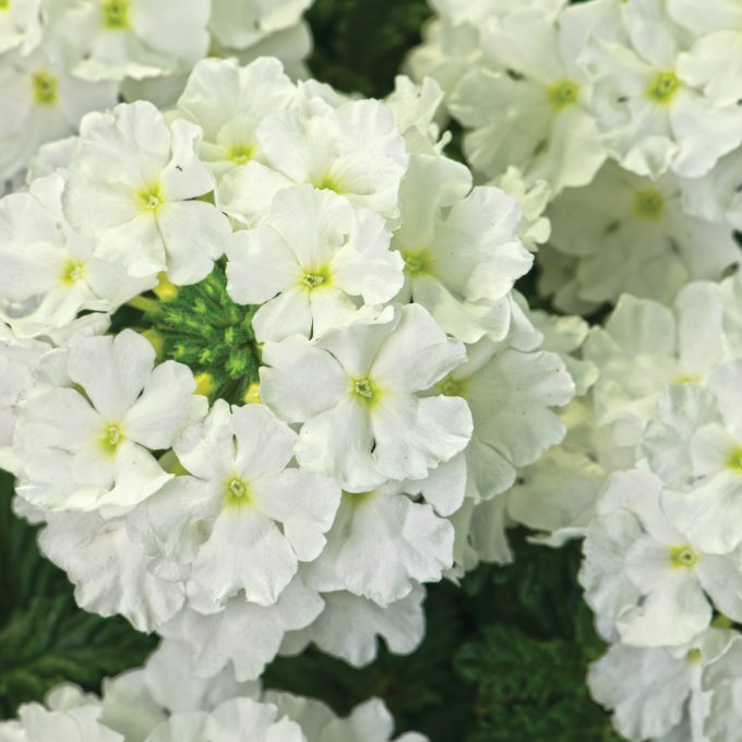 Verbena Estrella White