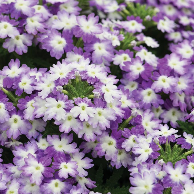 Verbena Hurricane Blue