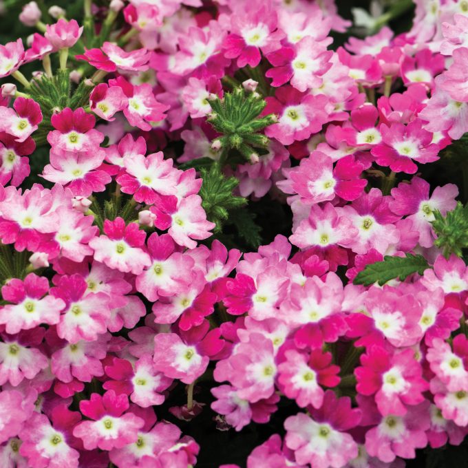 Verbena Hurricane Pink