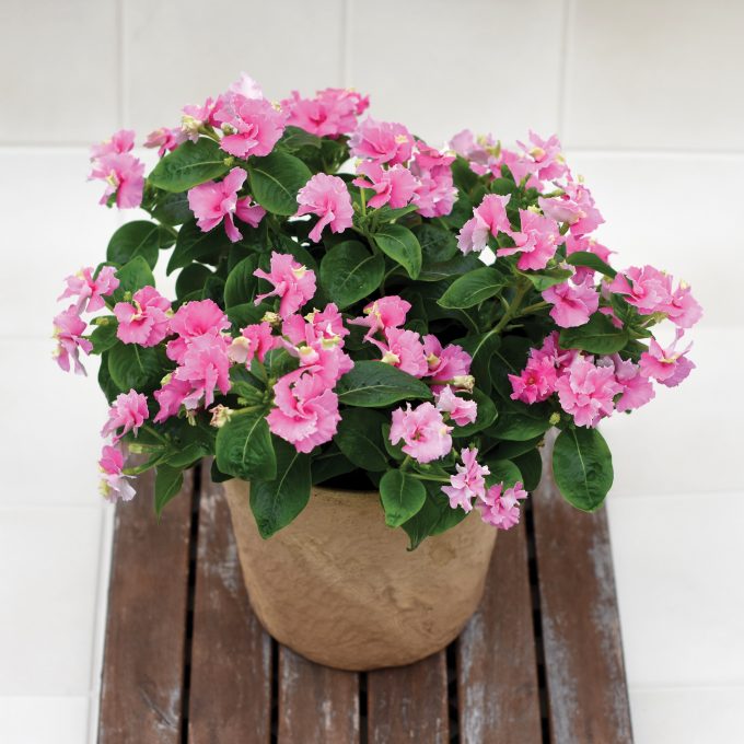 Vinca Soiree Flamenco Pink Twist