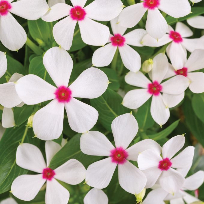 Vinca Soiree Kawaii White Peppermint