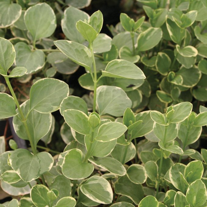 Vinca Variegated