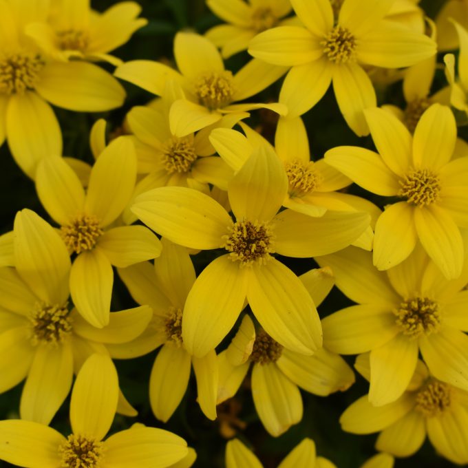 Bidens Stellar Gold