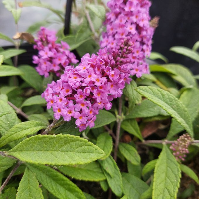 Buddleja Baby Buzz Purple