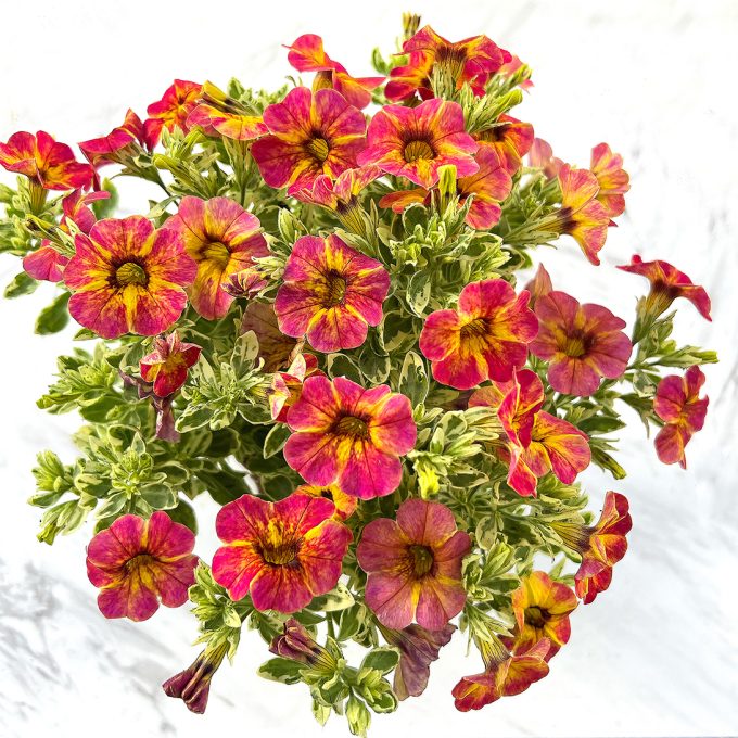 Calibrachoa Caliloco Calico