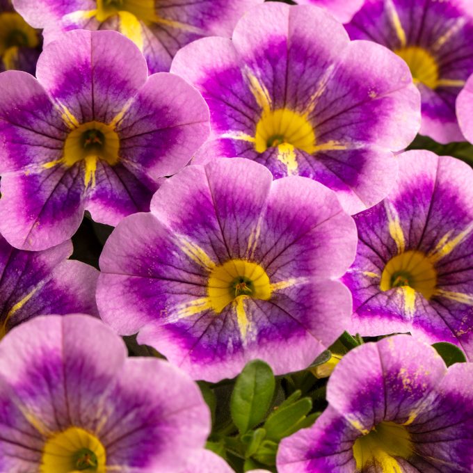 Calibrachoa Caliloco Dreamland