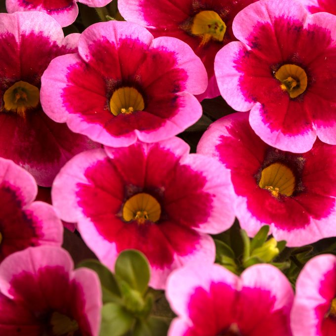 Calibrachoa Caliloco Frankenberry