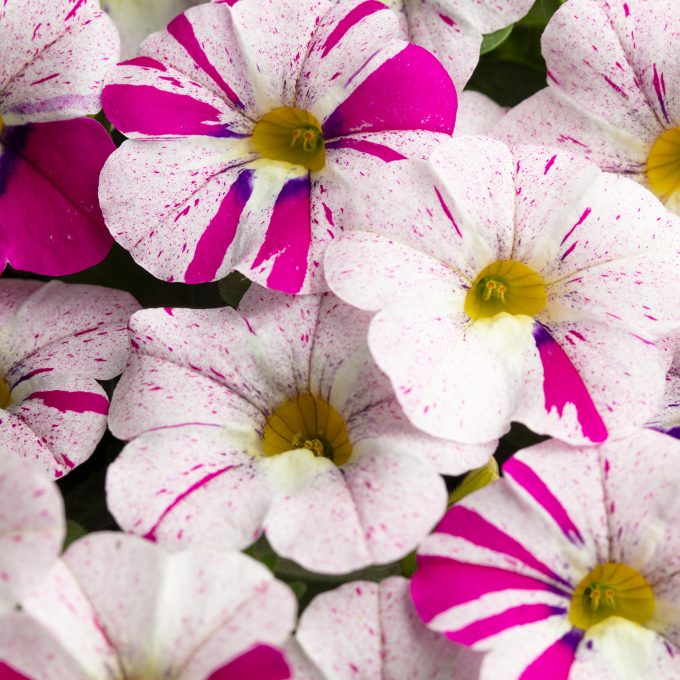 Calibrachoa Caliloco Graffitti