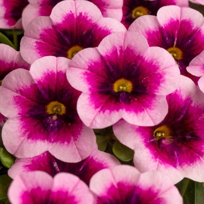 Calibrachoa Caliloco Mirage