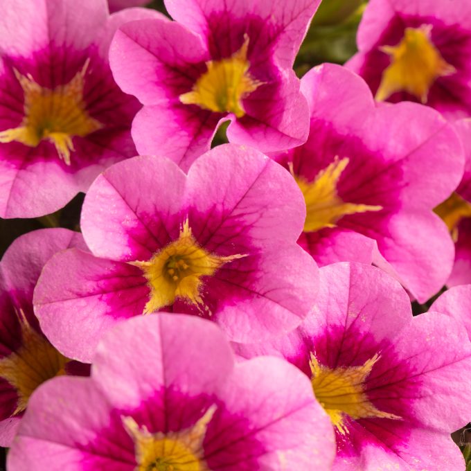 Calibrachoa Caliloco Pink Squish