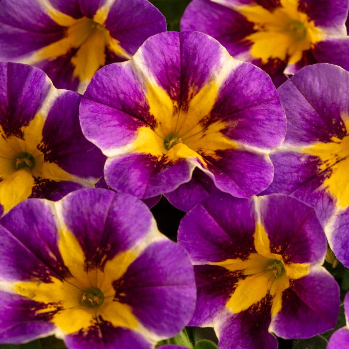 Calibrachoa Caliloco Plum Trouble