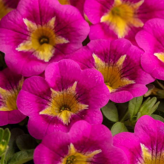 Calibrachoa Caliloco Razzle Dazzle