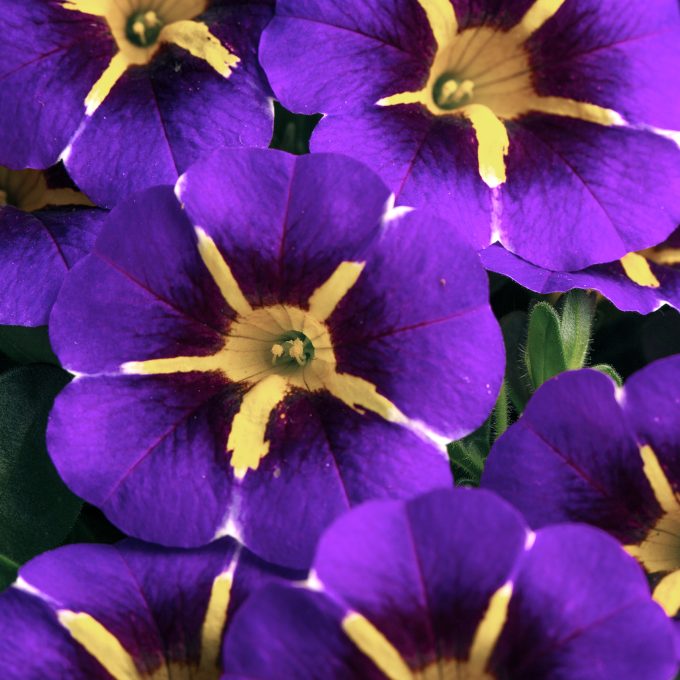 Calibrachoa Caliloco Starfire Blue