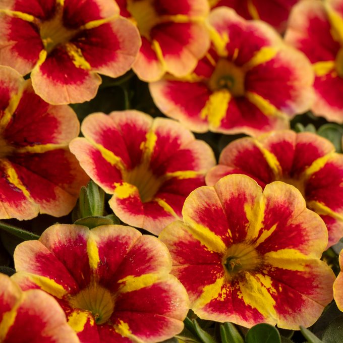 Calibrachoa Caliloco Starfire Orange