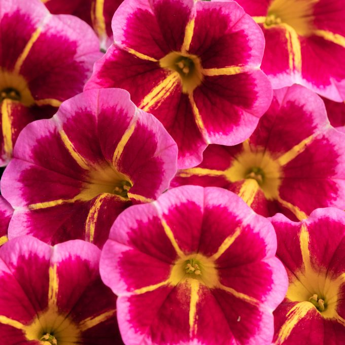 Calibrachoa Caliloco Starfire Rose