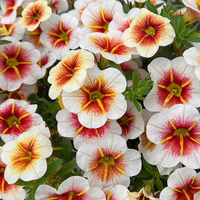 Calibrachoa Calitastic Cappuccino