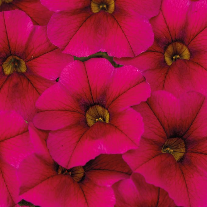 Calibrachoa Calitastic Raspberry