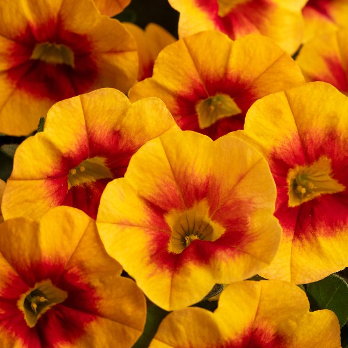 Calibrachoa Calitastic Sunset