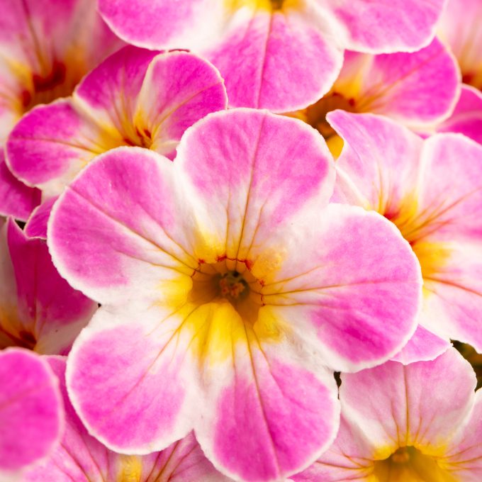 Calibrachoa Chameleon Lemon Frose