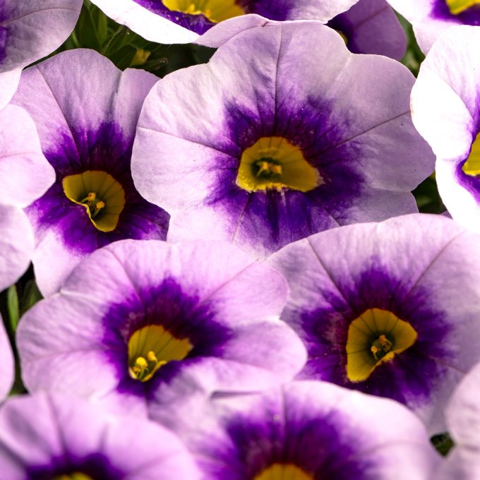 Calibrachoa Eyecatcher Blue