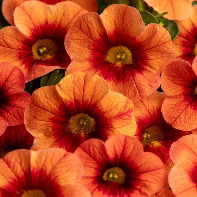 Calibrachoa Eyecatcher Orange