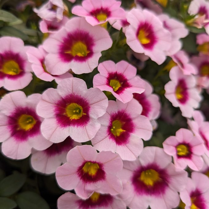 Calibrachoa Eyecatcher Pink