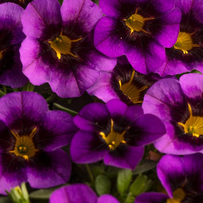 Calibrachoa Eyecatcher Purple