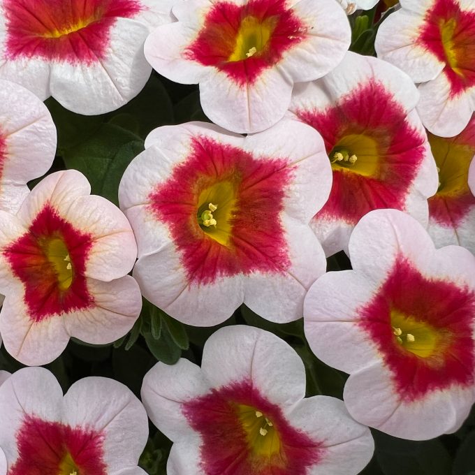 Calibrachoa Eyecatcher White