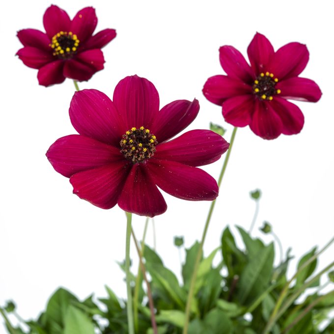 Cosmos-Cherry-Chocolate