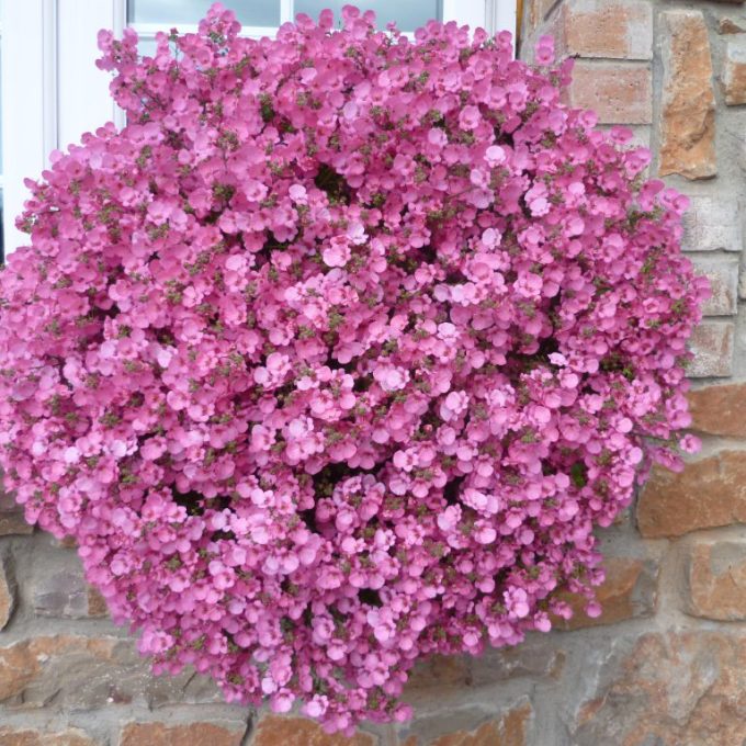 Diascia Little Dancer (Little Dragon Pink)