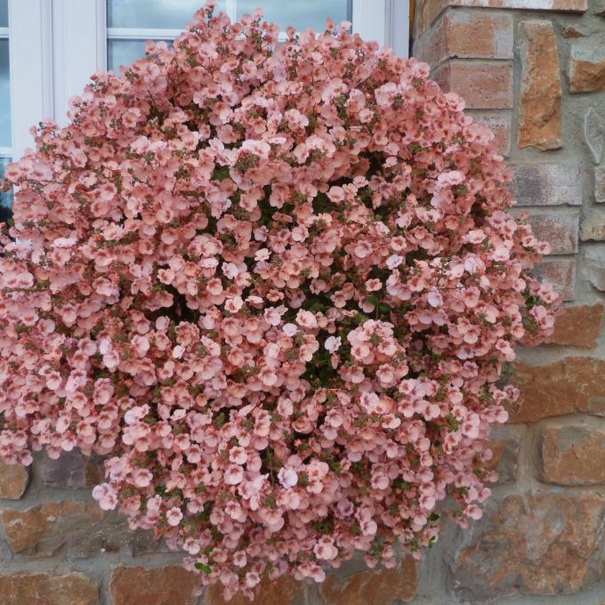 Diascia Little Dazzler (Little Dragon Light Coral)