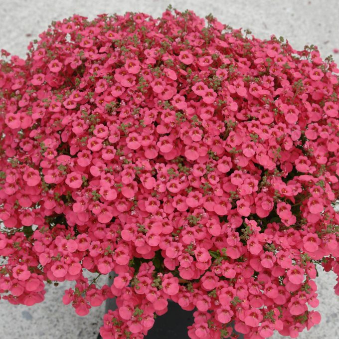 Diascia Little Dreamer (Little Dragon Bright Pink)