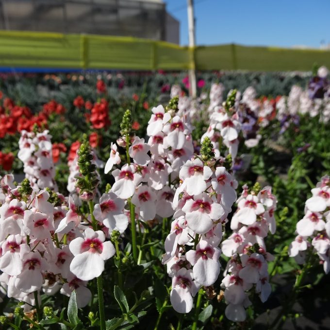 Diascia Towers of Flowers Cherry Blossom