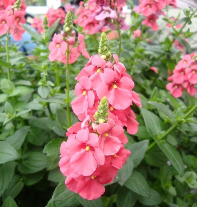 Diascia Towers of Flowers Dark Pink