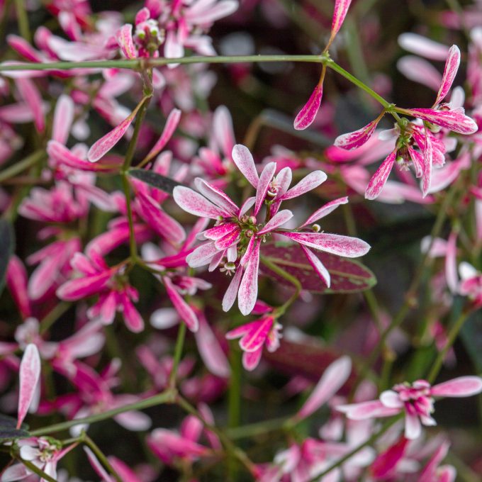 Euphorbia_Starblast_Pink_001