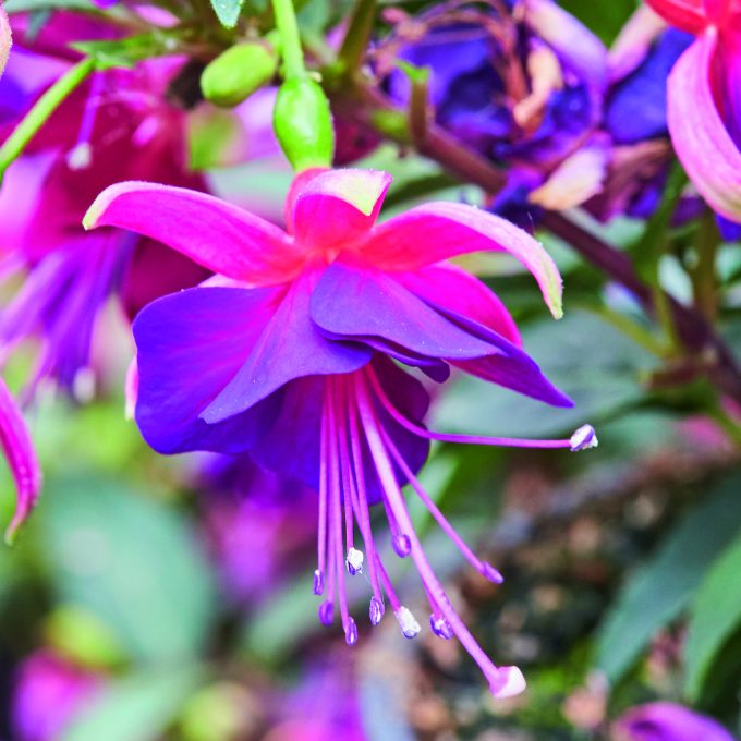 Fuchsia Fuchsita Magenta Purple