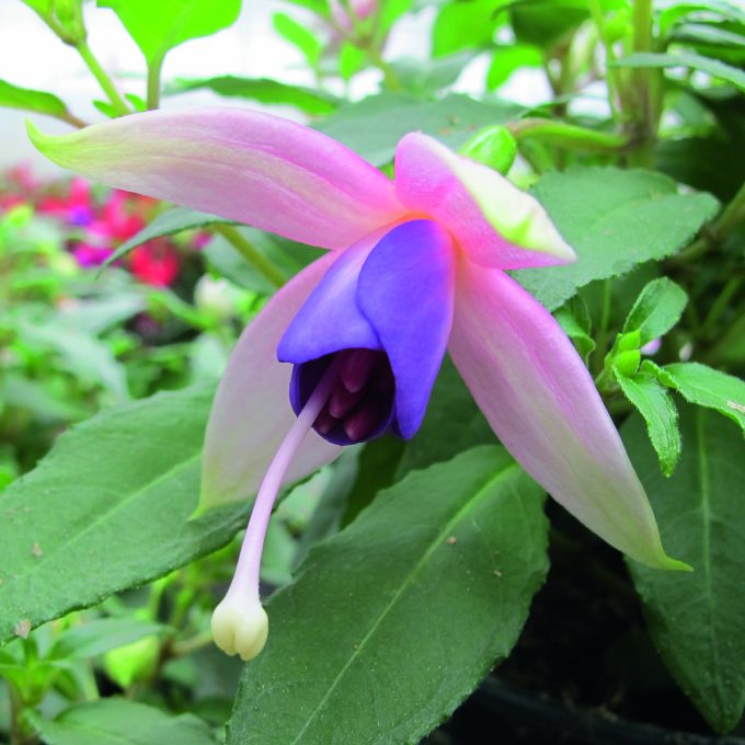 Fuchsia Fuchsita XL Flamingo Blue