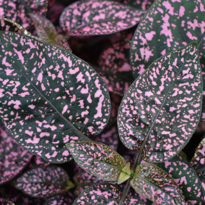 Hypoestes Pink