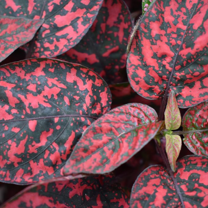 Hypoestes Red