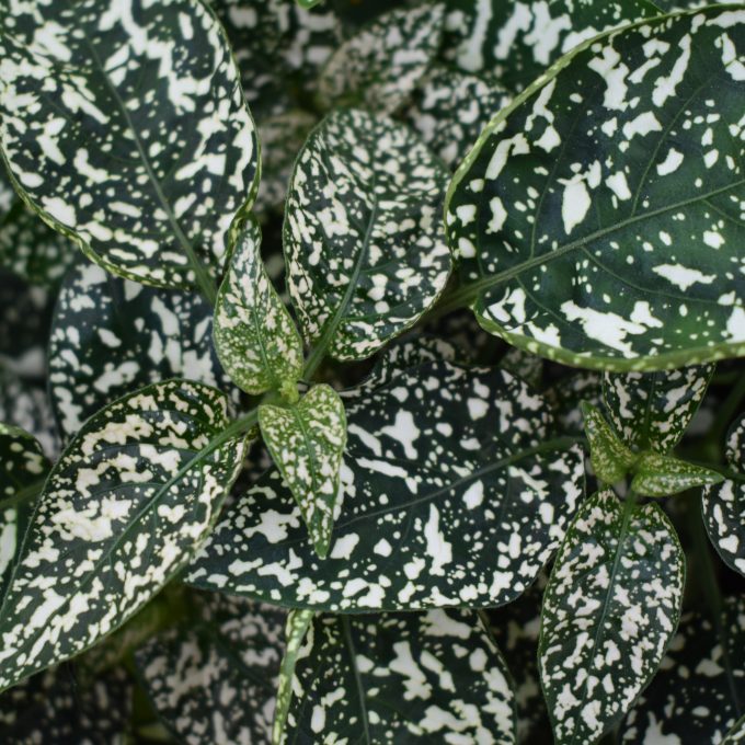 Hypoestes White