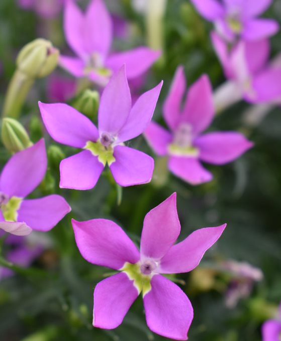 Isotoma Bottle Rocket Pink