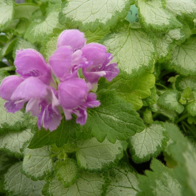 Lamium-Orchid-Frost-Gold-003