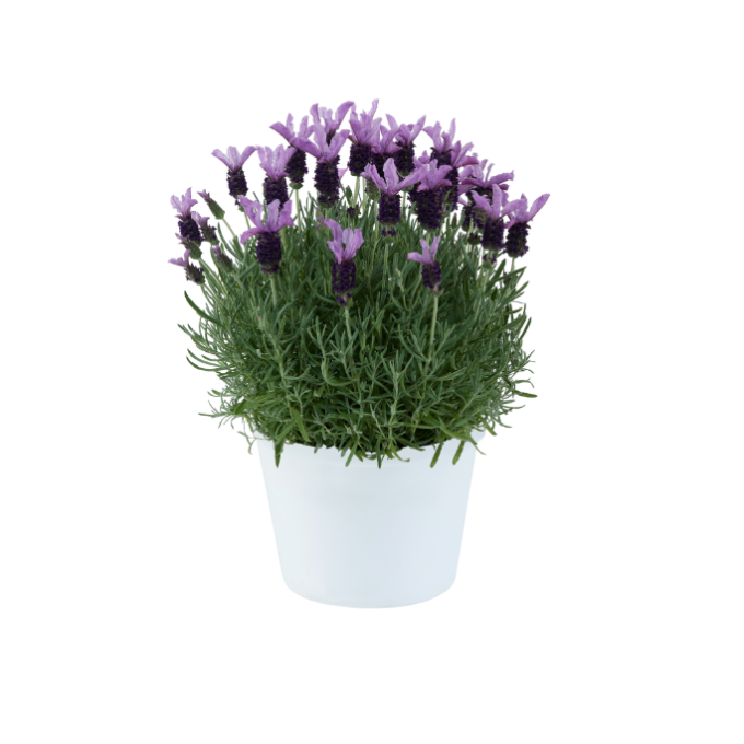 Lavender Laveanna Violet