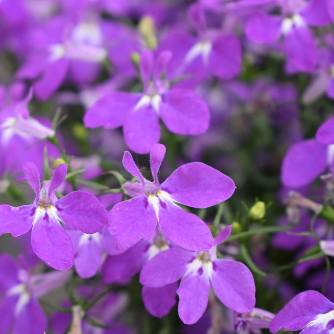 Lobelia HotPot Purple