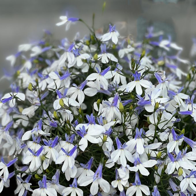 HOTPOT® Blue Crest - Plant Source International