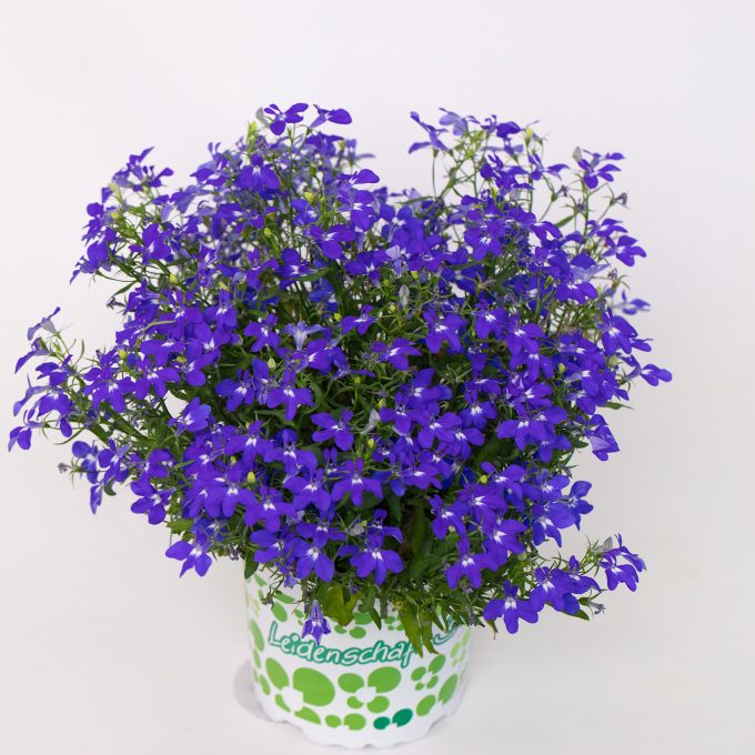 Lobelia-HotpoT-Dark-Blue-001