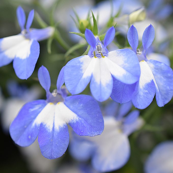 Lobelia-HotpoT-Light-Blue-001