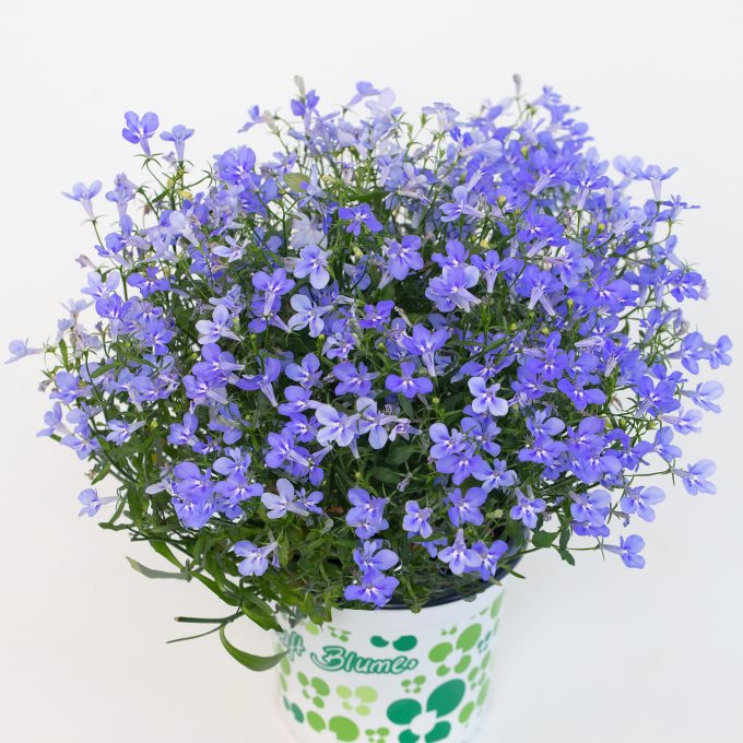 Lobelia-HotpoT-Sky-Blue-001