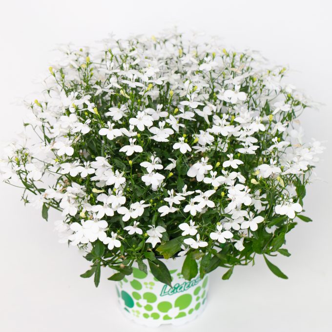 Lobelia-HotpoT-White-001