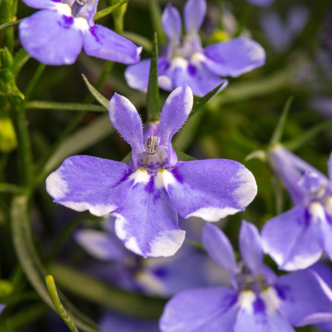 Lobelia_Stratus_Blue_001 (1)